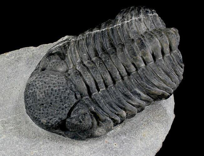 Drotops Trilobite Fossil - Nice Eye Preservation #25831